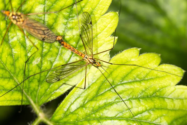 Mosquitoes make lov — Stock Photo, Image