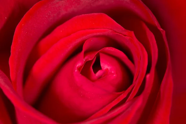 Κόκκινο τριαντάφυλλο ως φόντο. κλείσιμο — Φωτογραφία Αρχείου