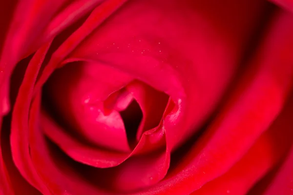 Rose rouge comme fond. fermer — Photo
