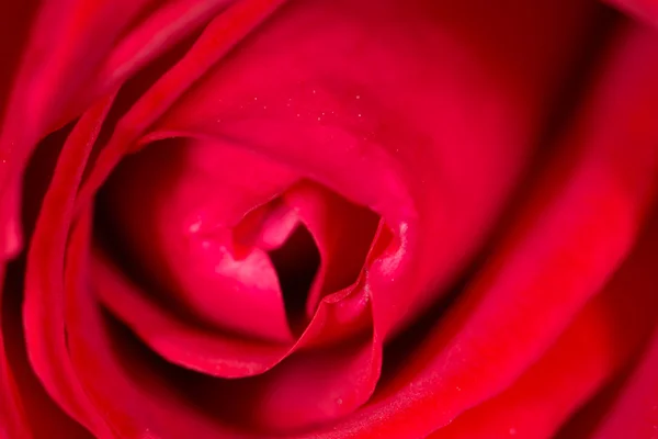 Rote Rose als Hintergrund. schließen — Stockfoto