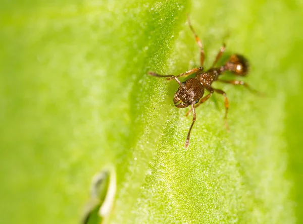Mravenec na zelený list. Zavřít — Stock fotografie