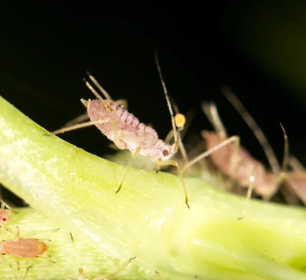 Afidi sulla pianta. vicino — Foto Stock