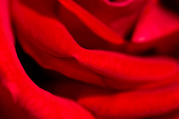 Red rose as a background. close