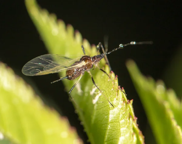 Naturaleza — Foto de Stock