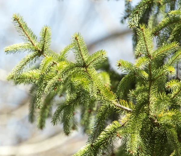 Natur — Stockfoto