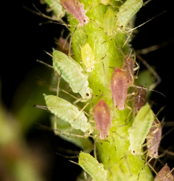 Natuur — Stockfoto