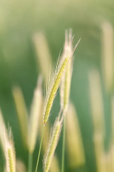 Naturaleza —  Fotos de Stock