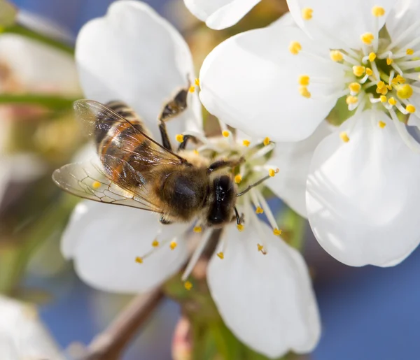 Nature — Stock Photo, Image