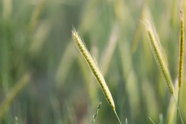 Naturaleza — Foto de Stock