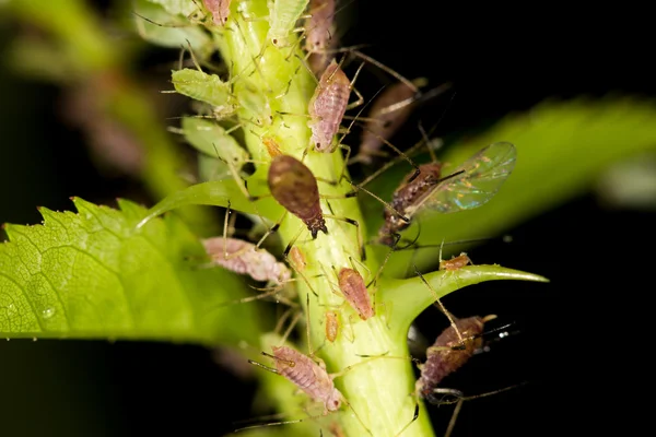 Natura — Foto Stock