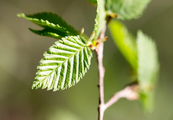 Naturaleza —  Fotos de Stock