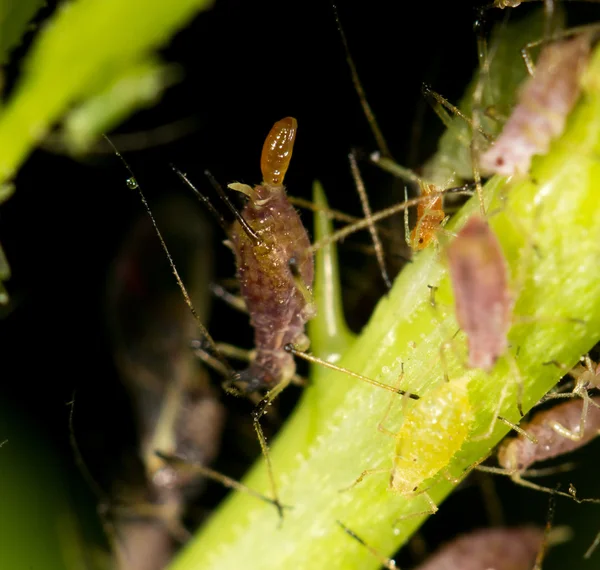 Naturaleza — Foto de Stock