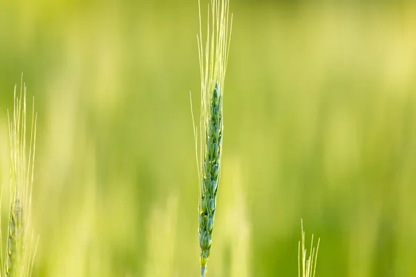 Doğa — Stok fotoğraf