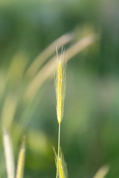 Doğa — Stok fotoğraf