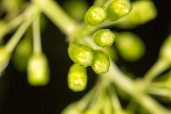 Natuur — Stockfoto