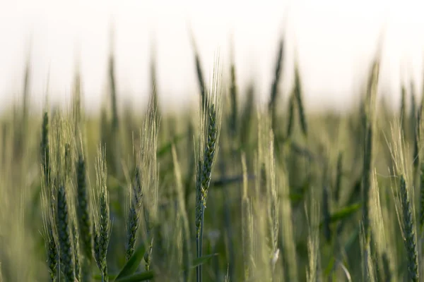 Natur — Stockfoto