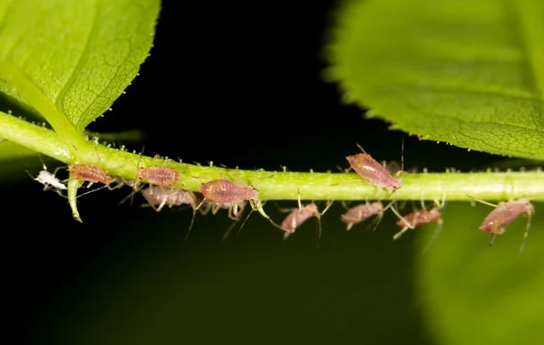 Natura — Foto Stock