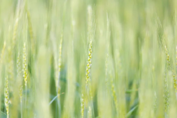 Naturaleza —  Fotos de Stock