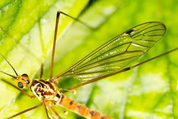 Naturaleza — Foto de Stock