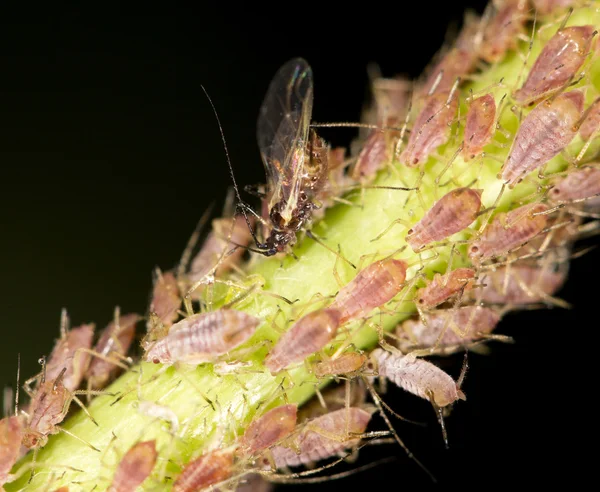 Natur — Stockfoto