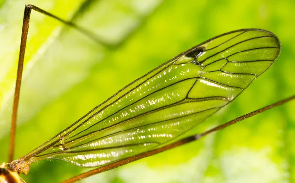 Natur — Stockfoto