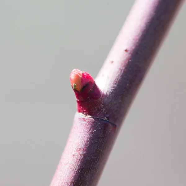 Naturaleza —  Fotos de Stock