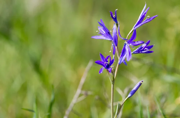 Natuur — Stockfoto