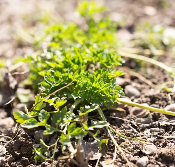 Natuur — Stockfoto