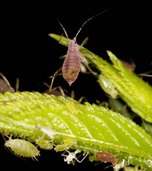 Naturaleza — Foto de Stock