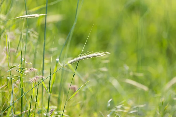 Naturaleza —  Fotos de Stock