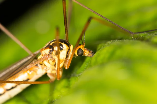 Nature — Stock Photo, Image