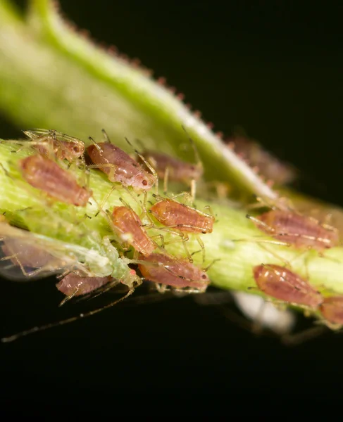 Natura — Foto Stock