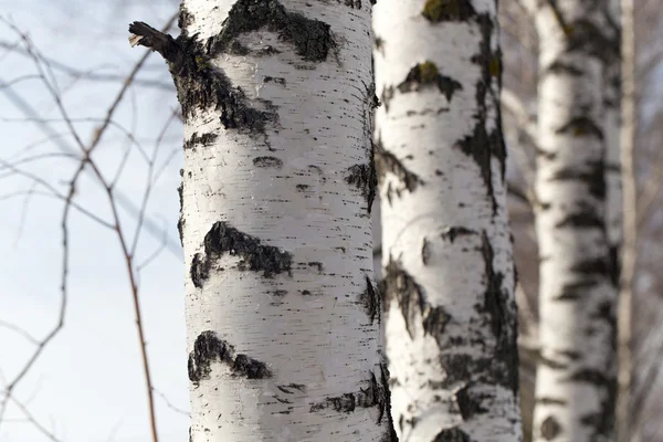 Natuur — Stockfoto