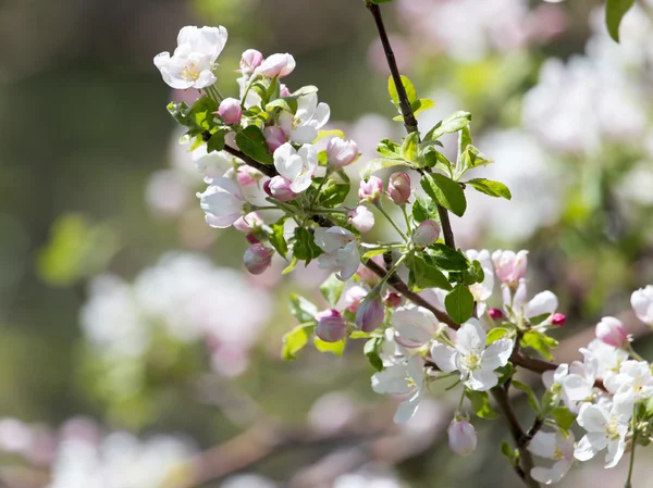 Nature — Stock Photo, Image