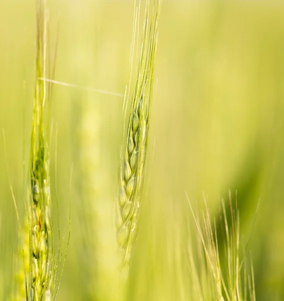 Naturaleza —  Fotos de Stock