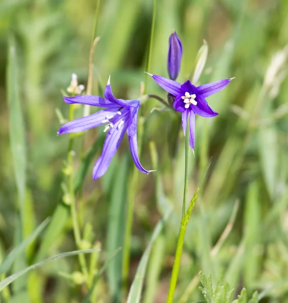 Natuur — Stockfoto