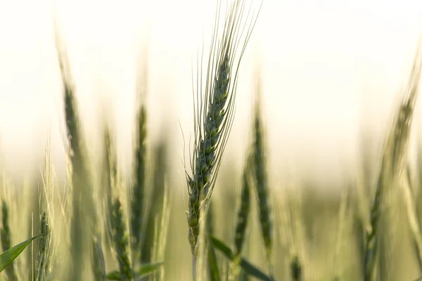 Natuur — Stockfoto