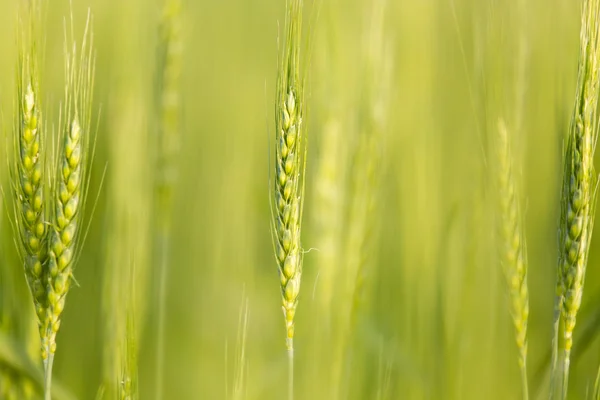 Naturaleza —  Fotos de Stock