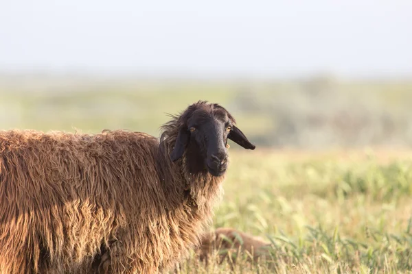 Natuur — Stockfoto