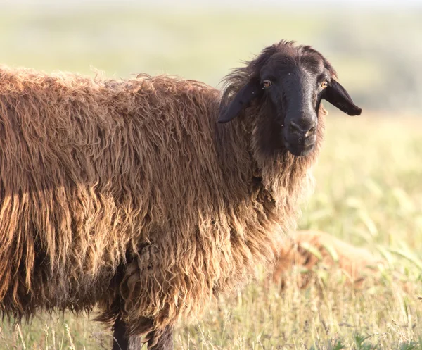 Natuur — Stockfoto