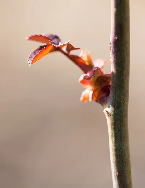 Natur — Stockfoto