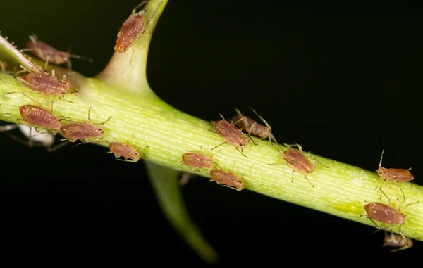 Natureza — Fotografia de Stock