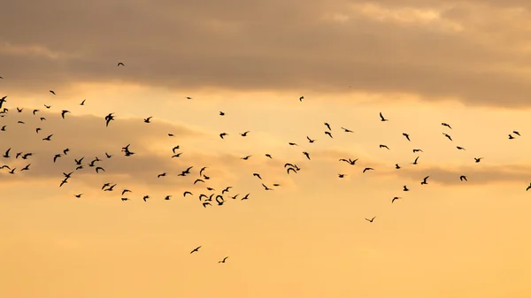 Naturaleza — Foto de Stock