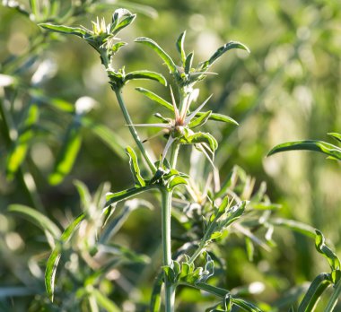 Doğada gün batımında çimen