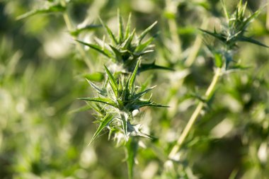 Doğada gün batımında çimen