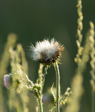 Doğada gün batımında çimen