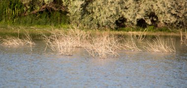 su yüzeyinden ağaç dalları