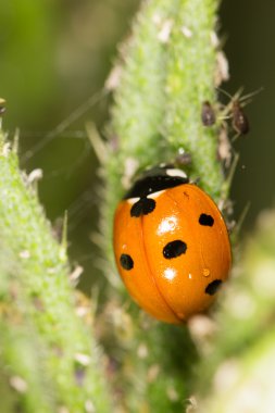 Ladybird niteliğine. Kapat