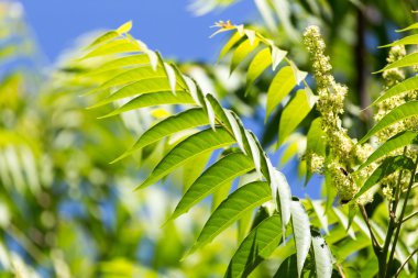 doğa içinde ağaç dalları üzerinde yeşil yaprakları