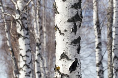 doğa bagaja huş ağacı